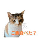 うちの三毛猫（個別スタンプ：7）