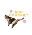 うちの三毛猫（個別スタンプ：8）
