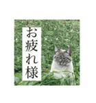 茶々丸とララ（個別スタンプ：4）