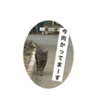 茶々丸とララ（個別スタンプ：5）