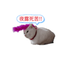 猫スタンプ(ホワとクロ)（個別スタンプ：1）