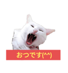 猫スタンプ(ホワとクロ)（個別スタンプ：2）