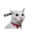 猫スタンプ(ホワとクロ)（個別スタンプ：3）
