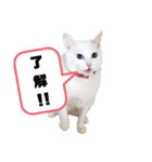 猫スタンプ(ホワとクロ)（個別スタンプ：5）