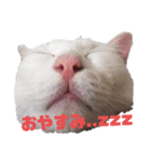 猫スタンプ(ホワとクロ)（個別スタンプ：6）