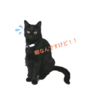 猫スタンプ(ホワとクロ)（個別スタンプ：7）
