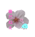 春のくらげ（個別スタンプ：6）