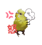 セキセイインコのごんちゃんとぴーちゃん（個別スタンプ：2）