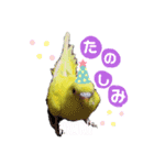 セキセイインコのごんちゃんとぴーちゃん（個別スタンプ：3）