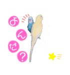 セキセイインコのごんちゃんとぴーちゃん（個別スタンプ：4）