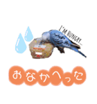 セキセイインコのごんちゃんとぴーちゃん（個別スタンプ：6）