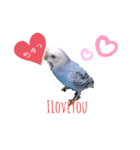 セキセイインコのごんちゃんとぴーちゃん（個別スタンプ：8）