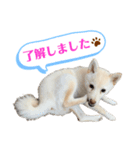 白柴てまりちゃんvol.2（個別スタンプ：3）