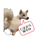 白柴てまりちゃんvol.2（個別スタンプ：4）