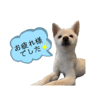 白柴てまりちゃんvol.2（個別スタンプ：6）