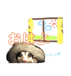 フクロモモンガの秀吉さん（個別スタンプ：8）