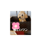 ポノちゃんスタンプその5（個別スタンプ：7）