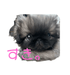 ペキニーズてん（個別スタンプ：5）