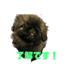 ペキニーズてん（個別スタンプ：6）