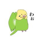 セキセイインコスタンプ8（個別スタンプ：5）