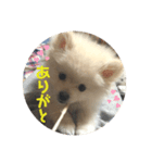 ♥︎クルトン♥︎（個別スタンプ：1）