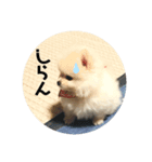 ♥︎クルトン♥︎（個別スタンプ：6）