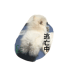 ♥︎クルトン♥︎（個別スタンプ：8）