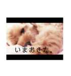 ysd's（個別スタンプ：4）