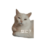 もふぽよ猫（個別スタンプ：1）