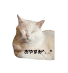 もふぽよ猫（個別スタンプ：2）