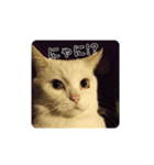 もふぽよ猫（個別スタンプ：3）