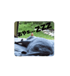 もふぽよ猫（個別スタンプ：5）