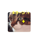もふぽよ猫（個別スタンプ：8）