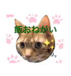 しきなごまぽ－パパママ（個別スタンプ：3）