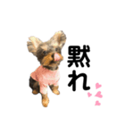 少し大人になったPinoさん。（個別スタンプ：5）