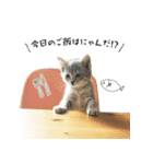 猫のこなおくん（個別スタンプ：1）