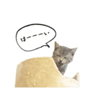 猫のこなおくん（個別スタンプ：2）
