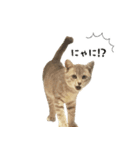 猫のこなおくん（個別スタンプ：4）