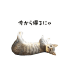 猫のこなおくん（個別スタンプ：5）