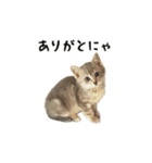 猫のこなおくん（個別スタンプ：6）