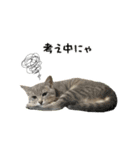 猫のこなおくん（個別スタンプ：8）