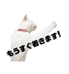 愛猫スタンプ（ホワとクロ）（個別スタンプ：1）