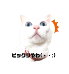愛猫スタンプ（ホワとクロ）（個別スタンプ：2）