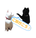 愛猫スタンプ（ホワとクロ）（個別スタンプ：3）