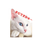 愛猫スタンプ（ホワとクロ）（個別スタンプ：4）