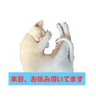 愛猫スタンプ（ホワとクロ）（個別スタンプ：5）