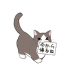 女の子とマンチカン（個別スタンプ：1）