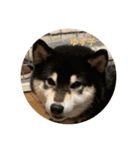 犬のゆずぽんず（個別スタンプ：1）
