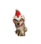 犬のゆずぽんず（個別スタンプ：2）