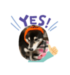 犬のゆずぽんず（個別スタンプ：3）